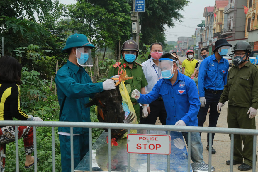 Hạ Lôi xịt khử trùng từng mớ rau, con gà ngày cách ly