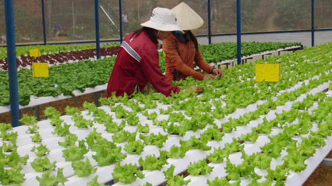 TPHCM đang vận động hộ nong nghiệp, tổ hợp tác, trang trại chuyển đổi thành doanh nghiệp