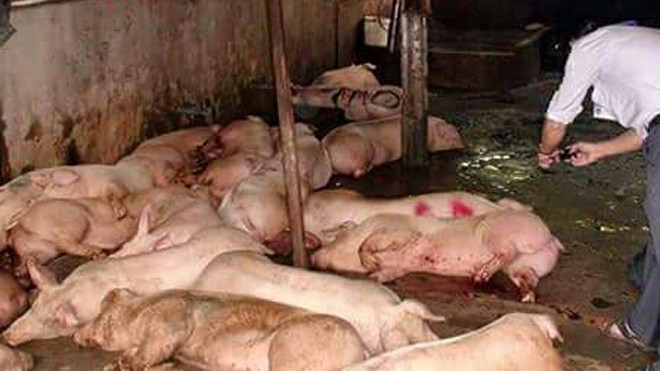 Hàng chục con heo bệnh nằm la liệt trong chuồng chờ giết mổ