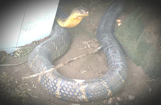 Lãnh đạo Chi cục Kiểm lâm xác nhận đây là loại rắn hổ mây hay còn gọi là hổ mang chúa nhưng trọng lượng mỗi con chỉ khoảng 18 kg