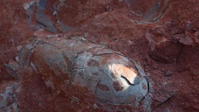 Các trứng khủng long được bảo toàn khá nguyên vẹn. 