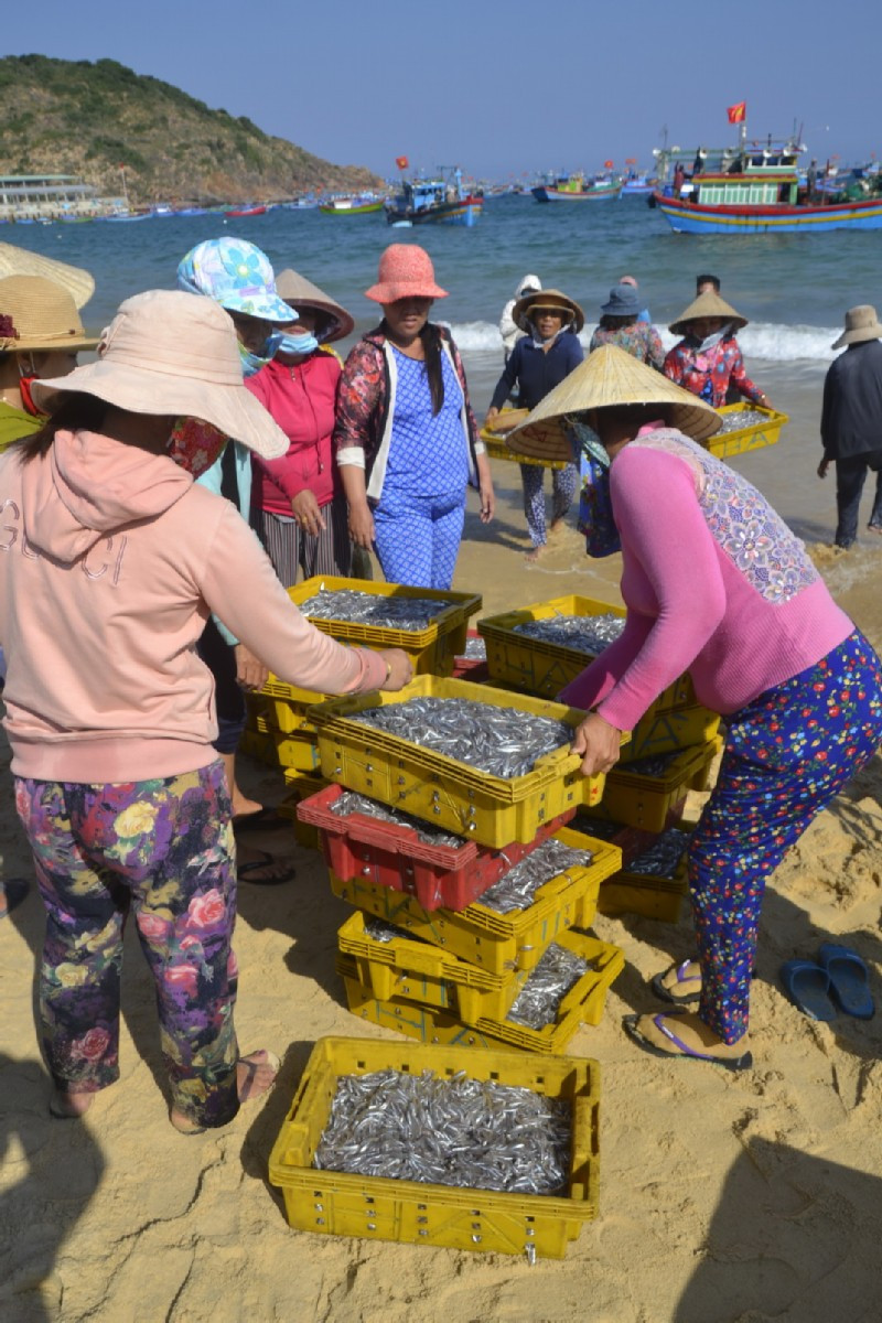 Đầu năm, ngư dân trúng đậm mẻ cá cơm