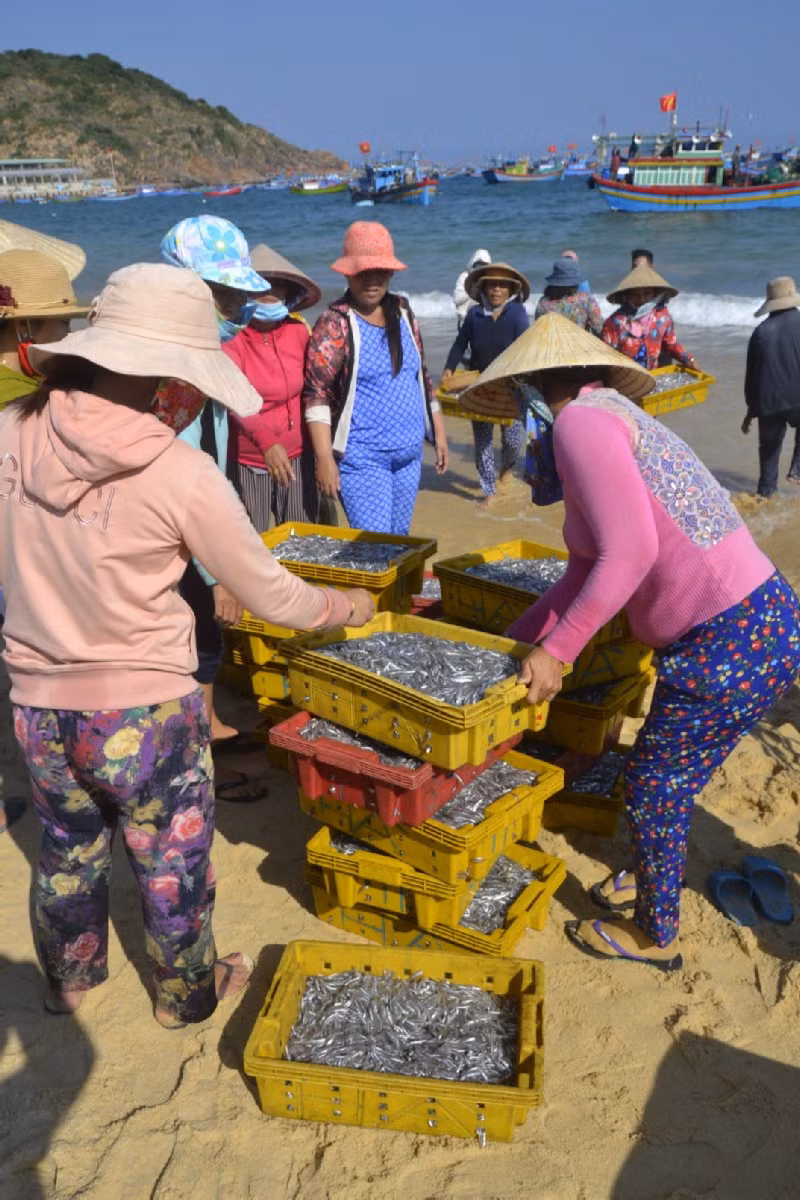 Đầu năm, ngư dân trúng đậm mẻ cá cơm