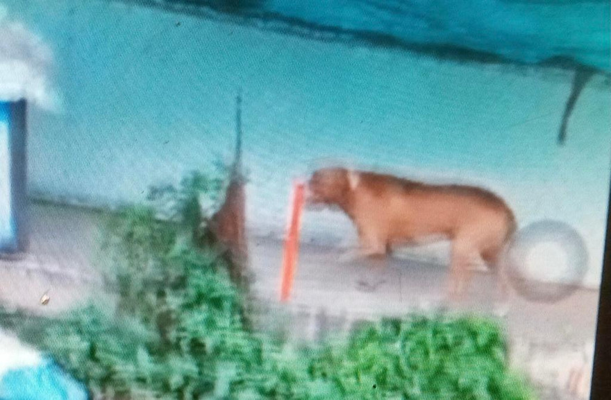 Bộ Nông nghiệp chỉ đạo gấp sau vụ chó Pitbull cắn chết người