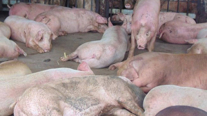 Phát hiện 70 con heo tiêm thuốc an thần tuồn về TPHCM giết mổ