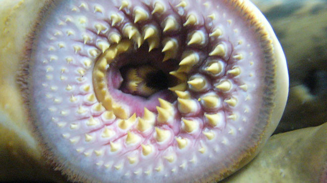  Miệng cá mút đá