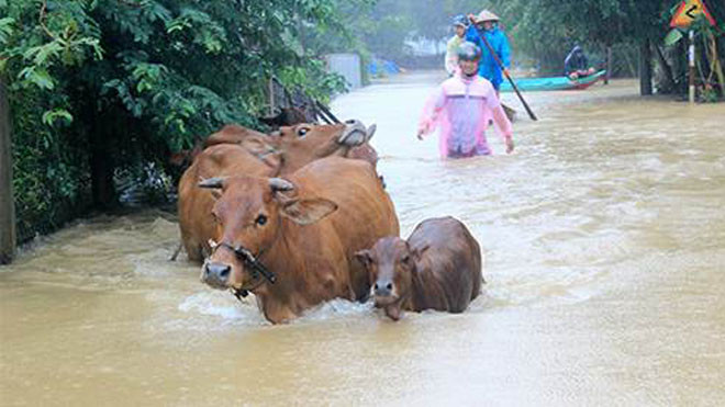 Nghệ An: Nhà máy thủy điện xả lũ, nguy cơ úng ngập trên diện rộng