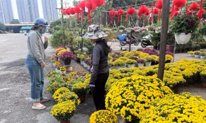 Cúc mâm xôi tràn ngập TPHCM, nhiều nơi kêu gọi 'giải cứu'