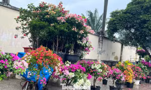 Hoa Tết về phố, 'bỏng tay' giá bưởi Diễn ở TPHCM