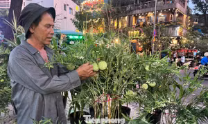 Rau trái thành kiểng Tết hút khách