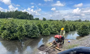 Nông dân Bình Lợi 'căng mình' cứu mai vụ Tết