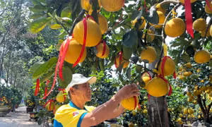 Đã mắt ngắm vườn bưởi Diễn tiền tỷ mỗi năm tụ họp một lần tại TPHCM