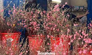 Đào mini đổ bộ Sài thành, giá rẻ đến bất ngờ