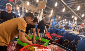 Lạc lối ở chợ đầu mối, săn sản vật 'ngon, size khủng' với giá rẻ không tưởng về ăn Tết