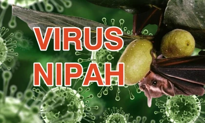 Những điều cần lưu ý để phòng bệnh do virus Nipah