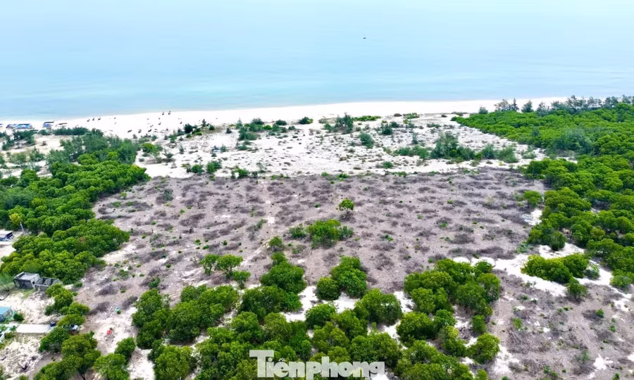 Cách chức Phó Chủ tịch phường liên quan bán trái phép rừng phòng hộ ven biển 