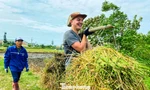 Khách nước ngoài trải nghiệm làm nông dân gặt lúa, bắt cua tại Đặc khu Cô Tô