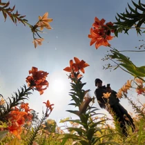 Ngỡ ngàng cánh đồng hoa ly bên sông Kinh Thầy 