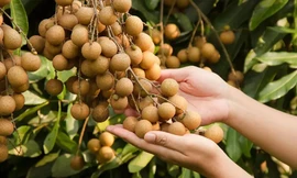 Tri thức dân gian trồng và chế biến nhãn lồng Hưng Yên được đề xuất ghi danh di sản văn hóa phi vật thể nhân loại