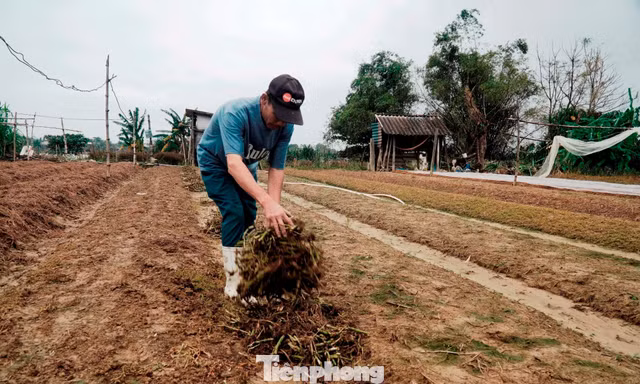Vựa hoa lớn nhất xứ Huế nguy cơ ‘mất Tết’