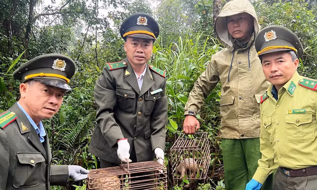 Hai mẹ con động vật quý hiếm được phát hiện đi lạc vào vườn dân tại Huế