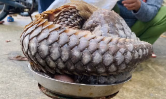 Tê tê quý hiếm dài gần 1 mét bò vào khu dân cư ở Đà Nẵng