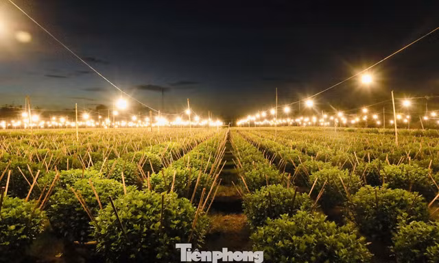 Biến đêm thành ngày ở ‘thủ phủ’ hoa cúc miền Trung