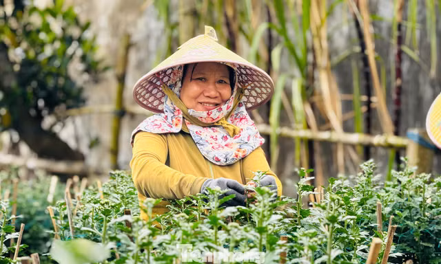 Hàng trăm nghìn chậu hoa cúc Tết ở Quảng Ngãi chưa nở đã được mua sạch