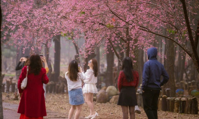 Du khách nườm nượp đổ về Măng Đen ngắm hoa anh đào nở rộ