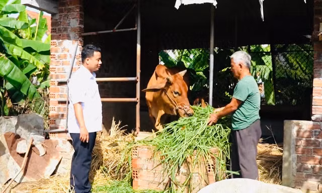 Thoát nghèo bền vững ở Quảng Ngãi với 'ngân hàng bò'