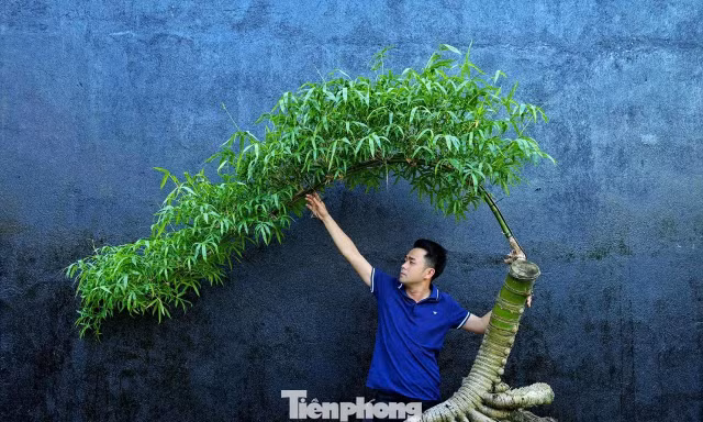 Hô biến những gốc tre xù xì thành “siêu phẩm” bonsai tiền triệu 