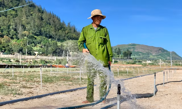 Nắng nóng bủa vây, Lý Sơn chắt chiu từng giọt nước 