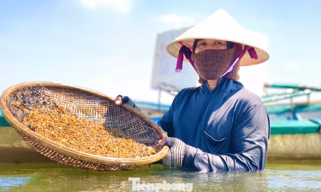 Ngâm mình dưới sông Trà, săn đặc sản “nức tiếng” xứ Quảng