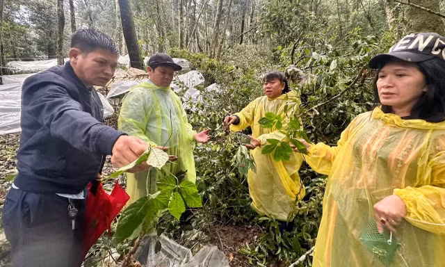 Thủ phủ sâm Ngọc Linh tan tác sau mưa bão, thiệt hại nhiều tỷ đồng