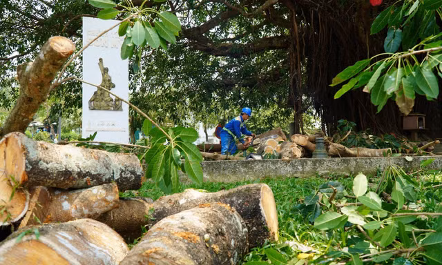 Nhánh đa di sản bất ngờ gãy đổ, hàng chục người thoát chết trong gang tấc