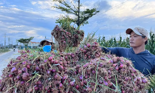 Nông dân Lý Sơn chạy đua thu hoạch hành trước khi bão số 12 đổ bộ
