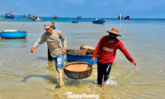 Ngư dân Quảng Ngãi 'kiếm bộn tiền' nhờ lộc biển