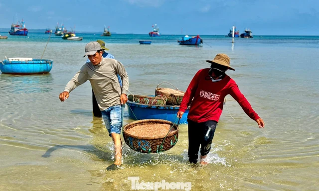 Ngư dân Quảng Ngãi 'kiếm bộn tiền' nhờ lộc biển