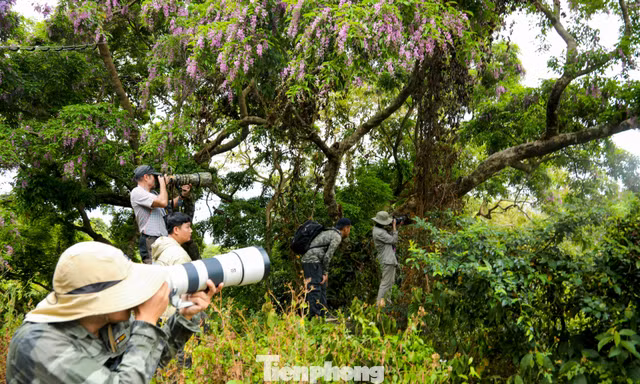 Những tay máy 'săn' khoảnh khắc rực rỡ nhất năm trên bán đảo Sơn Trà