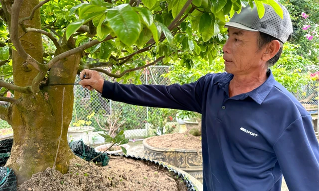 Sau Tết, nhà vườn tất bật 'hồi sức' mai vàng, chi phí cả chục triệu đồng