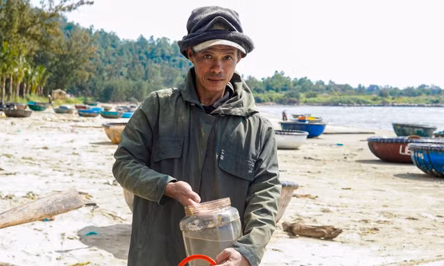 Săn tôm hùm giống ngày cận Tết, ngư dân Đà Nẵng thu tiền triệu mỗi ngày