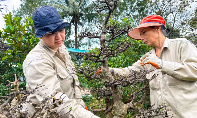 Mai Tết vào độ, nông dân 'chạy nước rút'