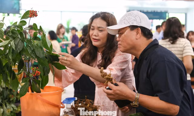 Đà Nẵng tìm lối đưa sâm, dược liệu sang Hàn Quốc, Trung Quốc