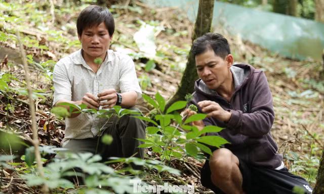 Đà Nẵng quy định 'cộp mác' sâm Ngọc Linh