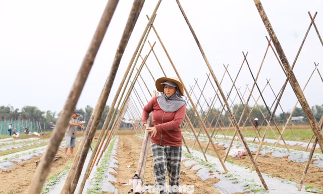 Nông dân cần mẫn 'hồi sinh' vùng rau lớn nhất Đà Nẵng sau lũ