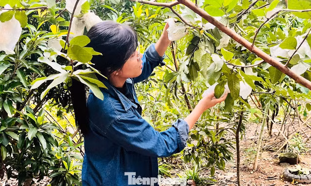 Gieo sinh kế từ những vườn cây thanh niên