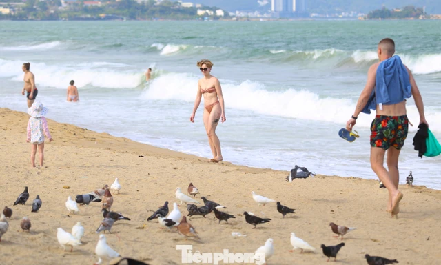 Cảnh tượng chim bồ câu níu chân du khách ở bãi biển Nha Trang