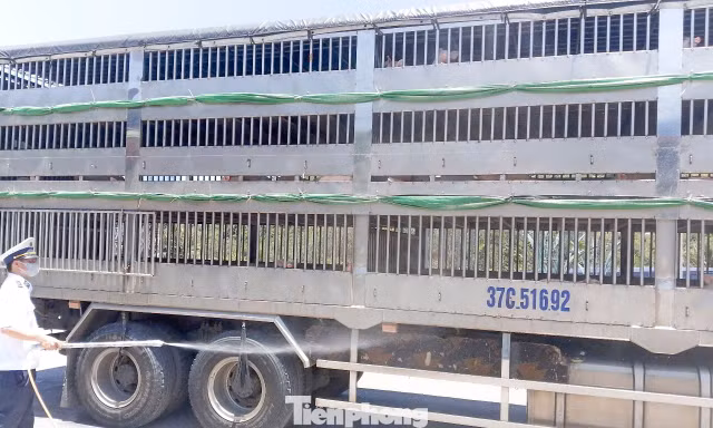 Gia Lai thành lập 4 chốt kiểm soát dịch bệnh động vật