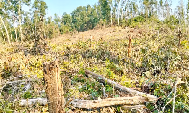 Xác minh nguyên Giám đốc Ban Quản lý rừng phòng hộ tự ý khai thác rừng trái phép