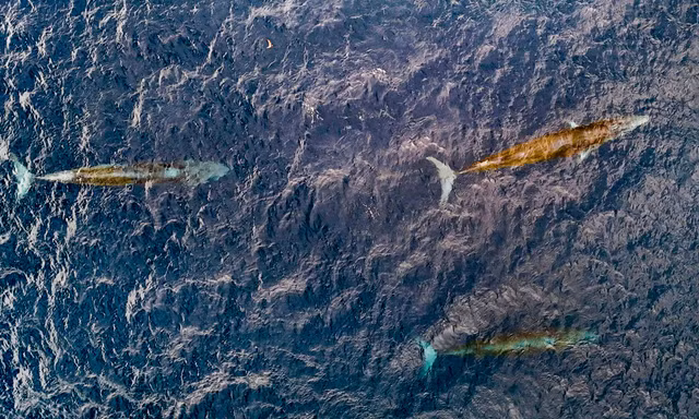 [CLIP] 3 cá voi tạo khoảnh khắc hiếm gặp trên biển Gia Lai